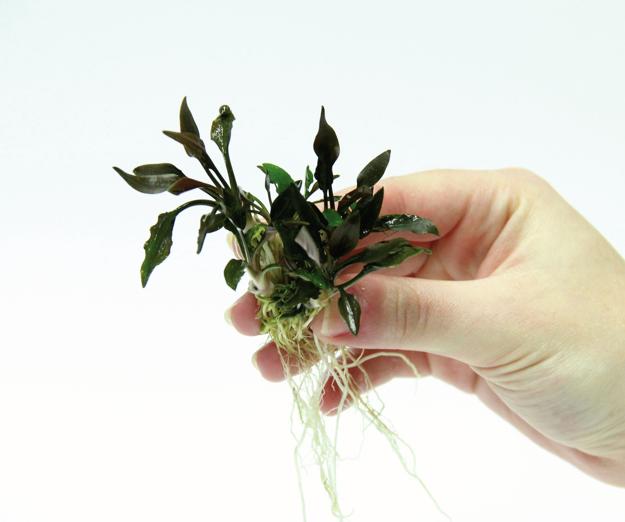 ALOHA Cryptocoryne lutea HOBBIT