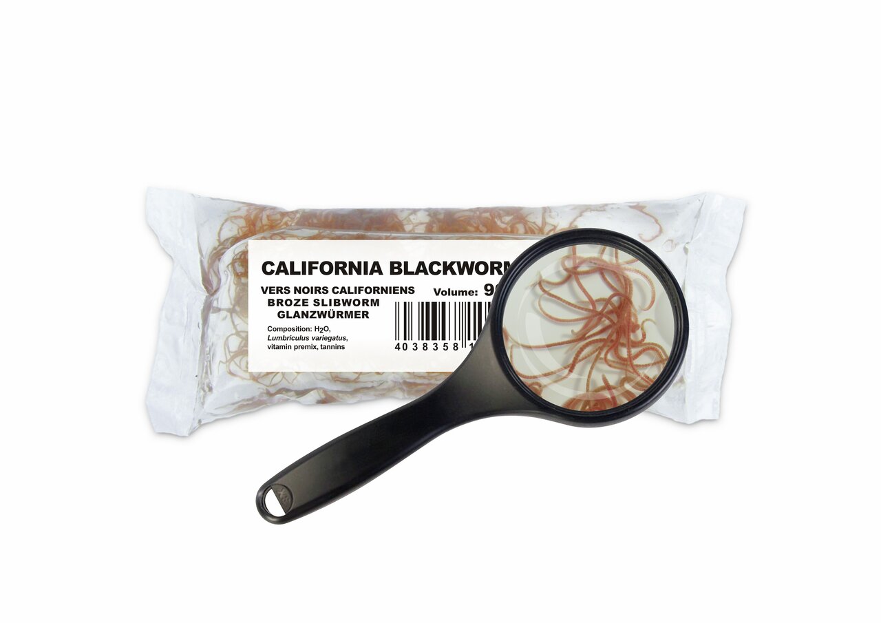 Verpackte California Blackworms von amtra für Aquarienfische, Menge 90 ml, ideal für gesunde Ernährung, hochwertige Nährstoffe.