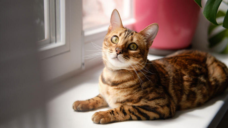 Bengal Katze