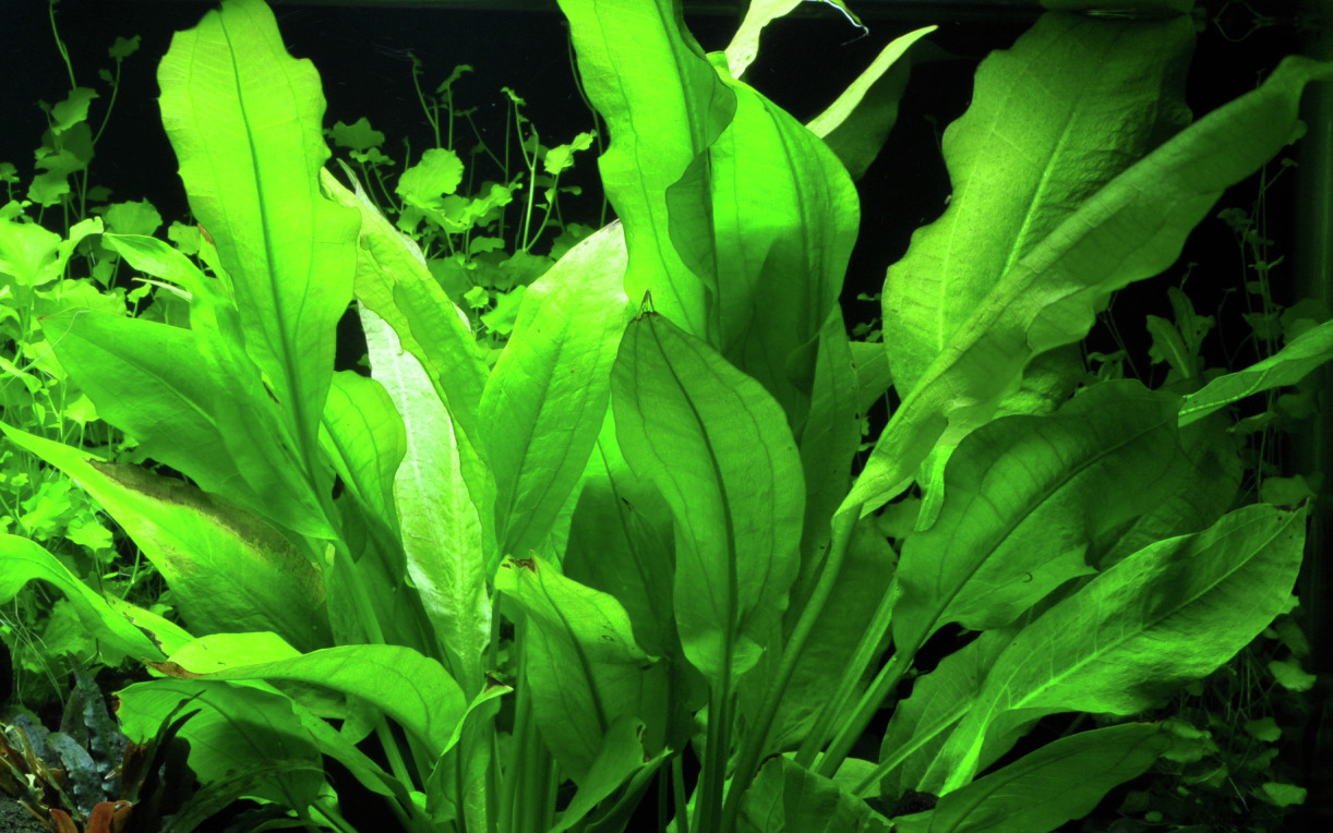 Tropica Wasserpflanze, ideal für Süßwasseraquarien, dekorativ, Versteckmöglichkeit für Fische, breite Blätter, für Aquaristik-Fans.