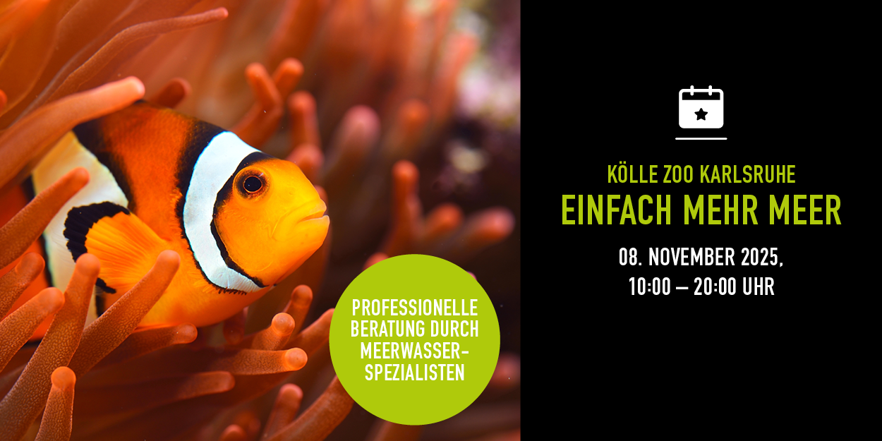 Clownfisch in Anemone, Eventdetails Vorteile und  rechts.