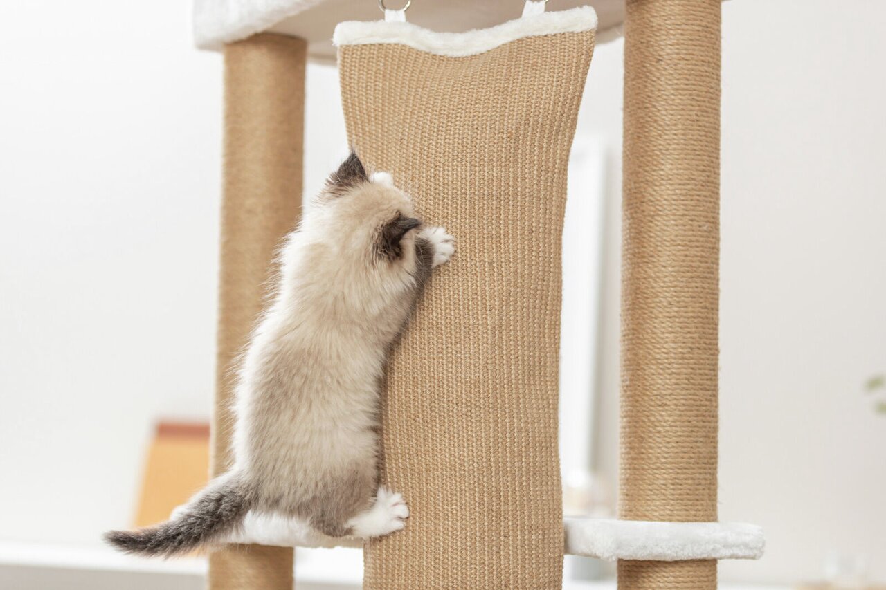 Ein flauschiges Kätzchen klettert an einem TRIXIE Kratzbaum hoch, der mit robustem Sisal umwickelt ist. Der Kratzbaum ist speziell für Katzen entwickelt, um ihre Krallen zu schärfen und spielerisch aktiv zu bleiben. Ideal für junge und erwachsene Katzen. 