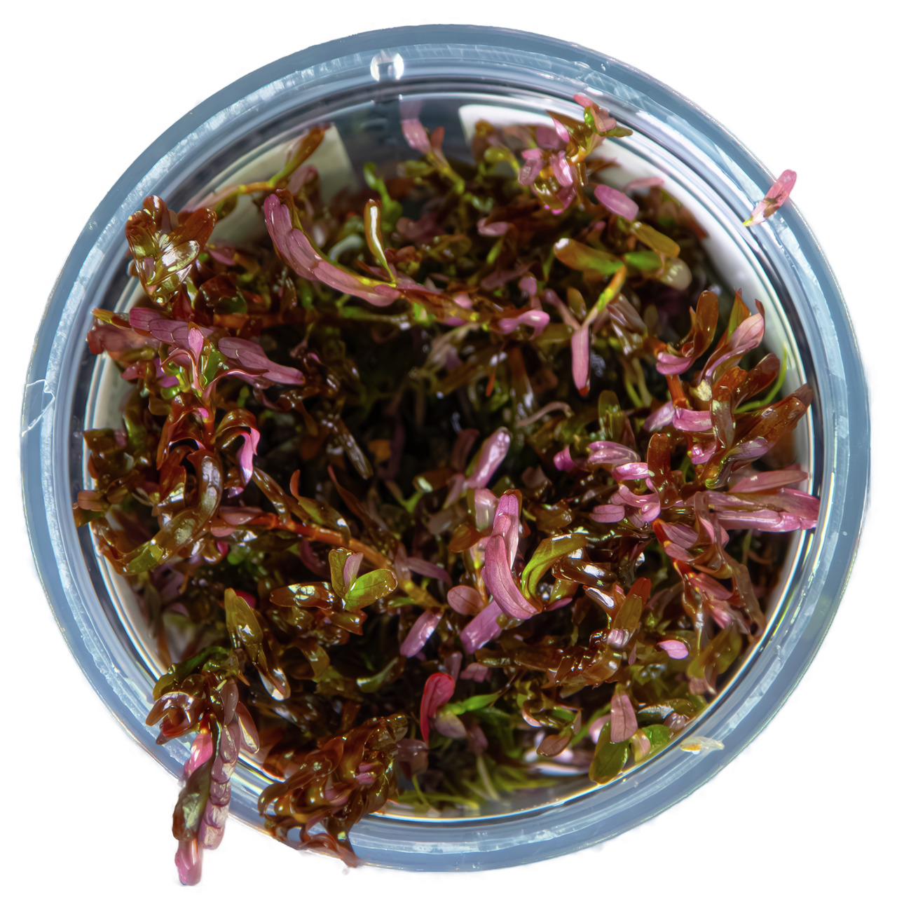 Rotala rotundifolia BLOOD RED 1-2-GROW