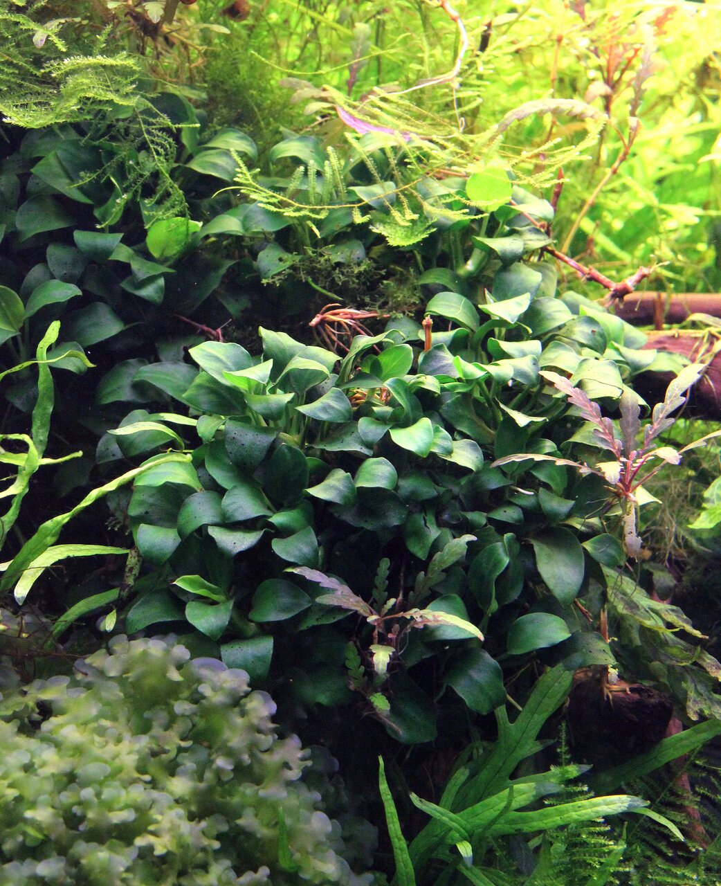 Anubias barteri var. nana, Aquarienpflanze, ideal für Süßwasseraquarien, dunkelgrüne ovale Blätter, eingebettet in Farn & Moos.