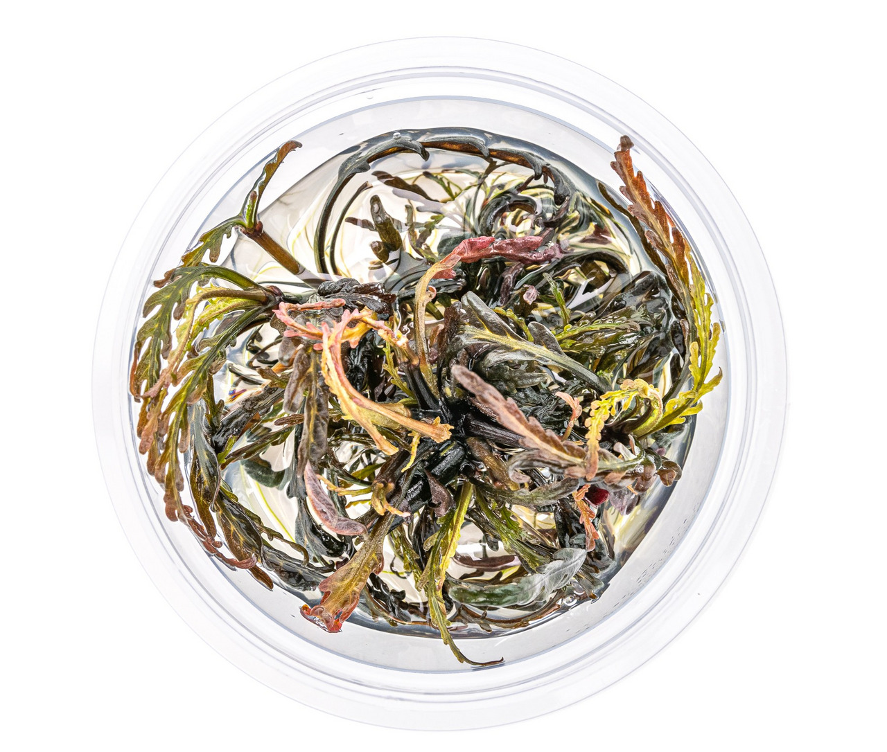 ALOHAs Algenmix für Speisen, frische bunte Algen (Grün, Rot, Braun) in klarer Flüssigkeit, 500g.