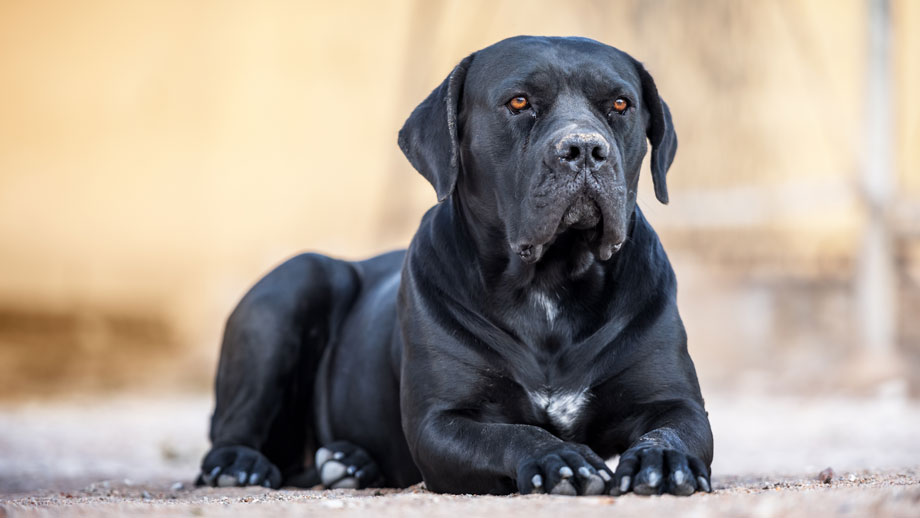 Schwarzer Cane Corso in liegender Position beobachtet Umgebung.