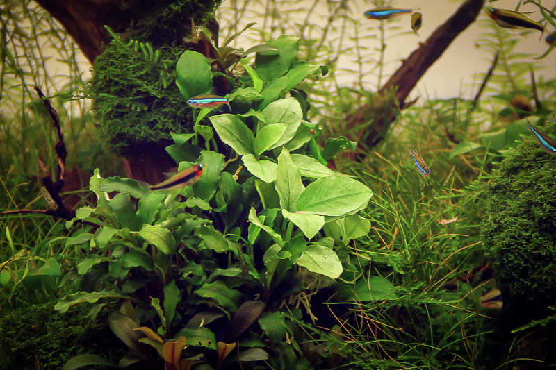 Üppig bepflanztes Aquarium mit Moosen, breitblättrigen Pflanzen & Neonfischen – natürliche, lebendige Unterwasserlandschaft.