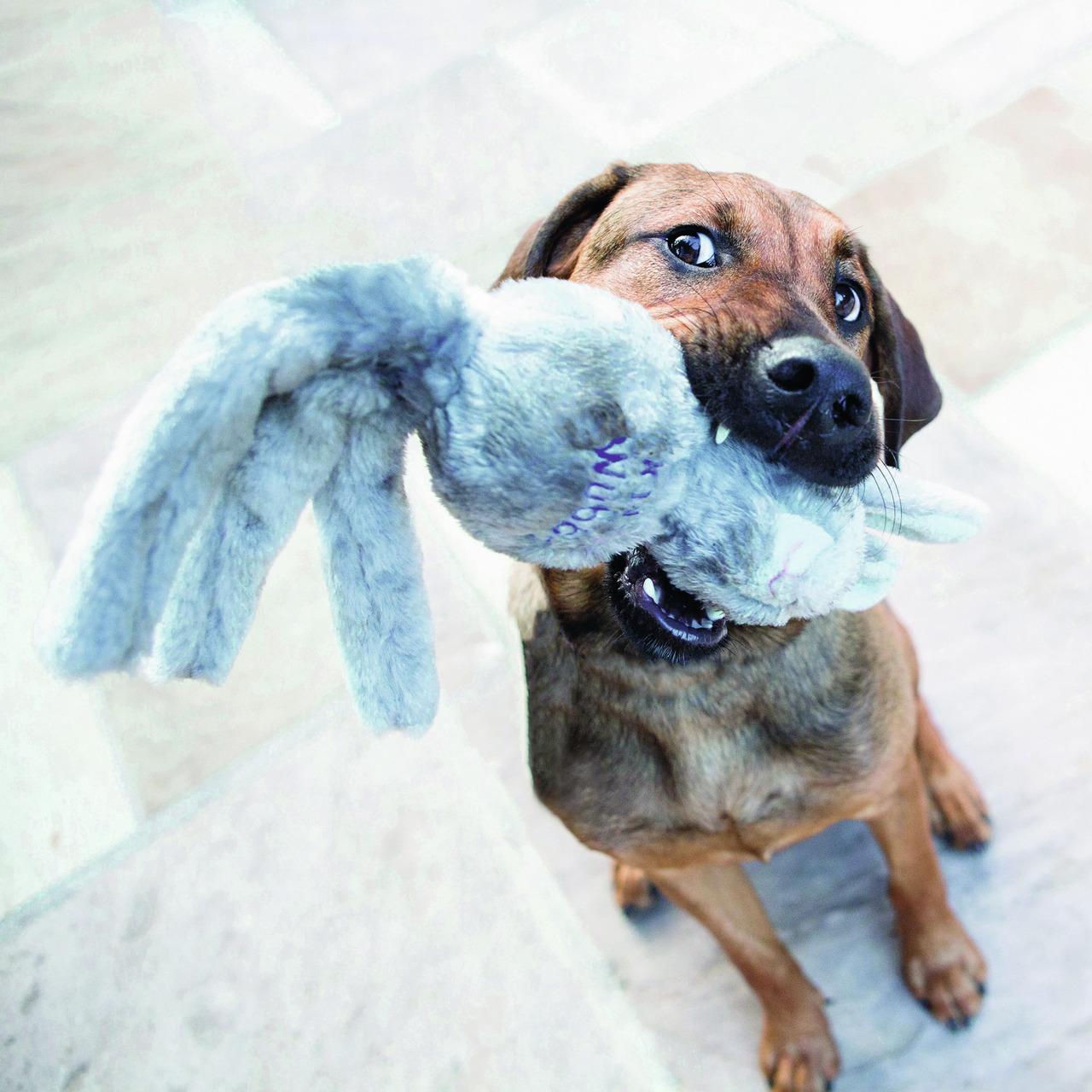 KONG Wild Knots Plüschspielzeug Hase, für Hunde aller Größen, grau, robust, weich, ohne Geschmacksr., 1 Stk., ideal zum Spielen-Kauen.