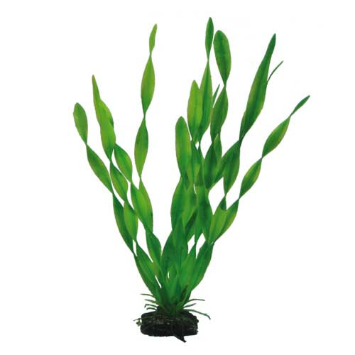 HOBBY Plant Vallisneria 34 Centimeter Aquarieneinrichtung