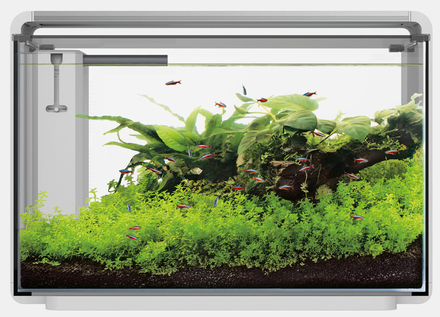 Superfish Aquarium, für Aquaristik-Enthusiasten, tropische Fische, inkl. üppige Wasserpflanzen, Neonfische, stilvolle Umgebung.