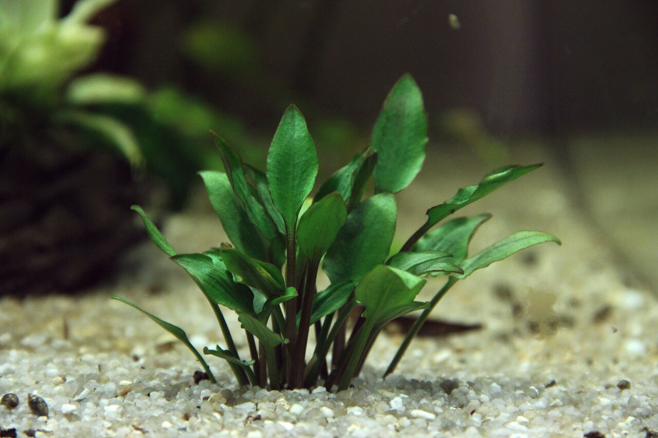 ALOHA Aquarienpflanze, für Süßwasseraquarien, Dekoration & Versteckmöglichkeit, in hellem Kies, ideal für Aquaristik-Fans.