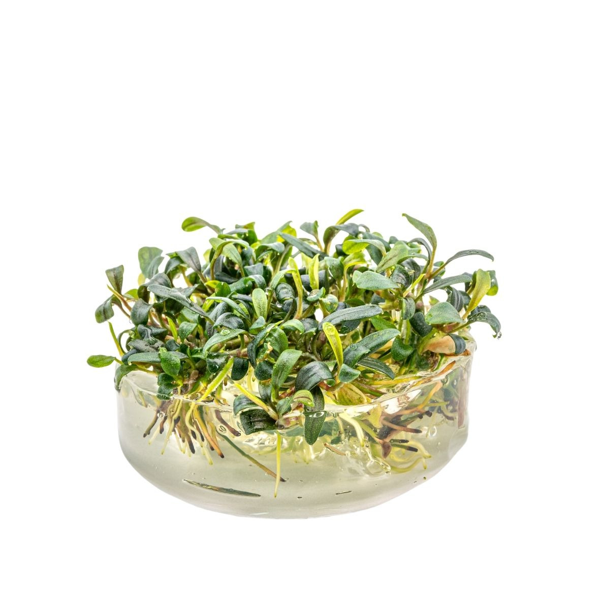 ALOHA Bucephalandra micrantha "Needle Leaf"  C103