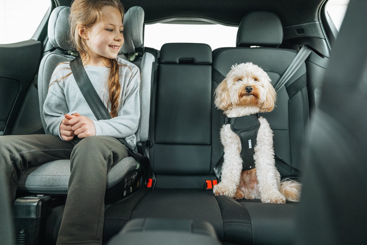 Thule Sicherheitsgeschirr für Hunde, ergonomisch, für kleine/mittlere Hunde, sicherer Transport im Auto, Komfort & Schutz.