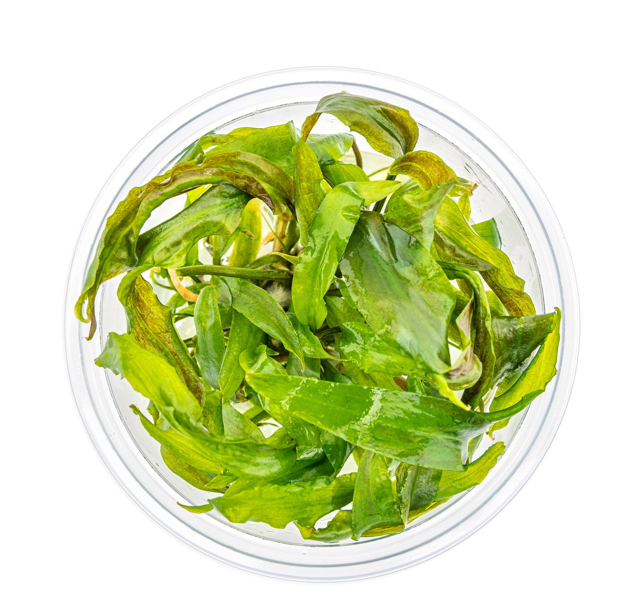 ALOHA Wasserpflanzen, ideal f. Aquarien, saftig & glänzend, f. Aquarienbesitzer, nat. Deko, rundes Kunststoffgefäß.