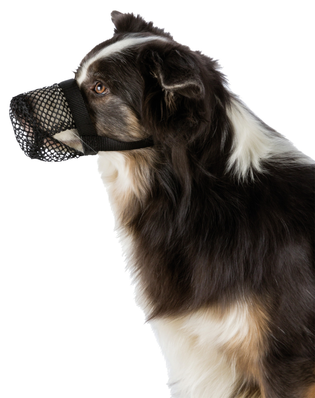 Trixie Giftköder-Schutznetz Hunde XL