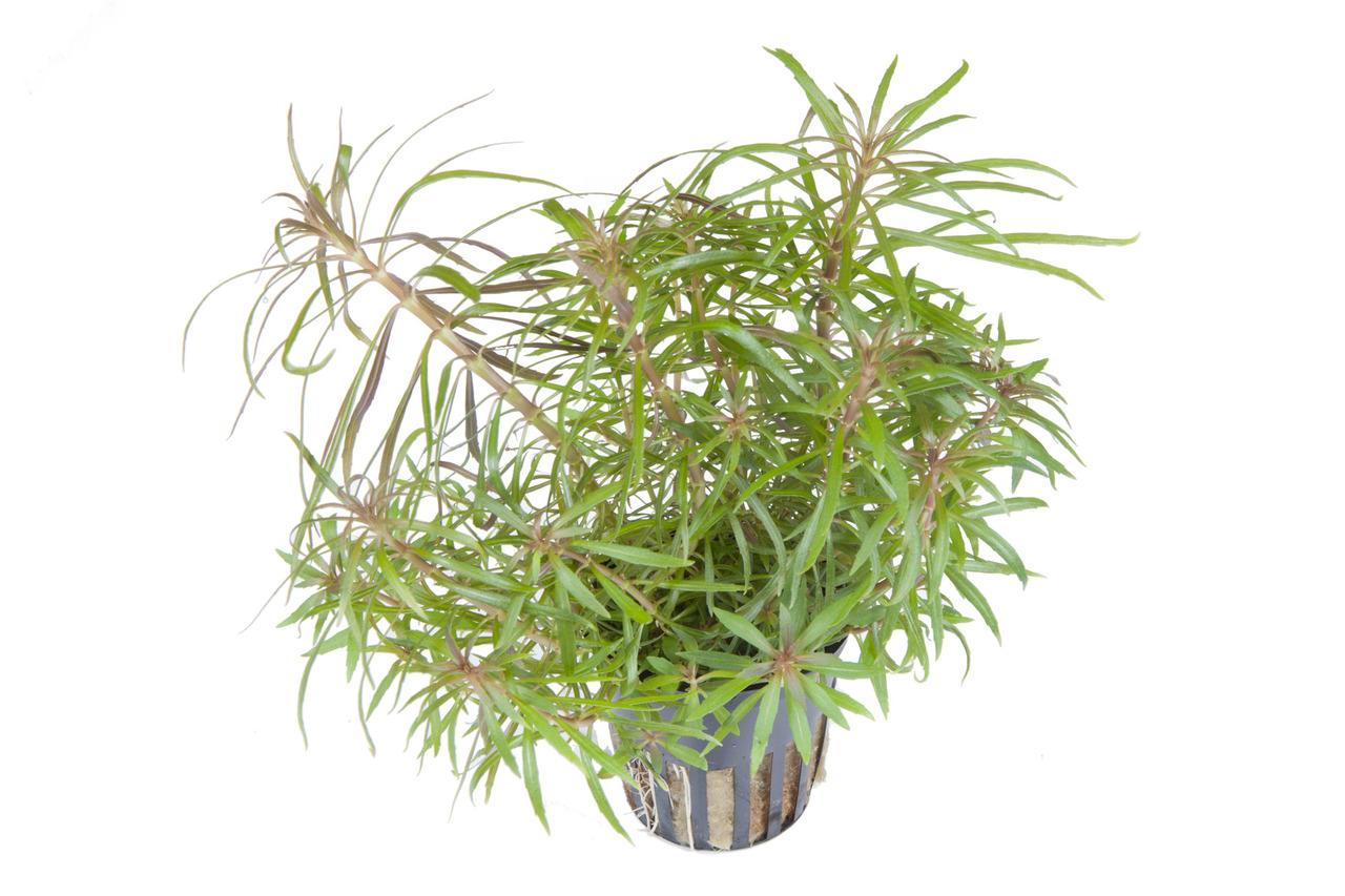 Tropica Rotala rotundifolia, Aquarienpflanze für Süßwasseraquarien, pflegeleicht, dekorativ, im schwarzen Pflanztopf.