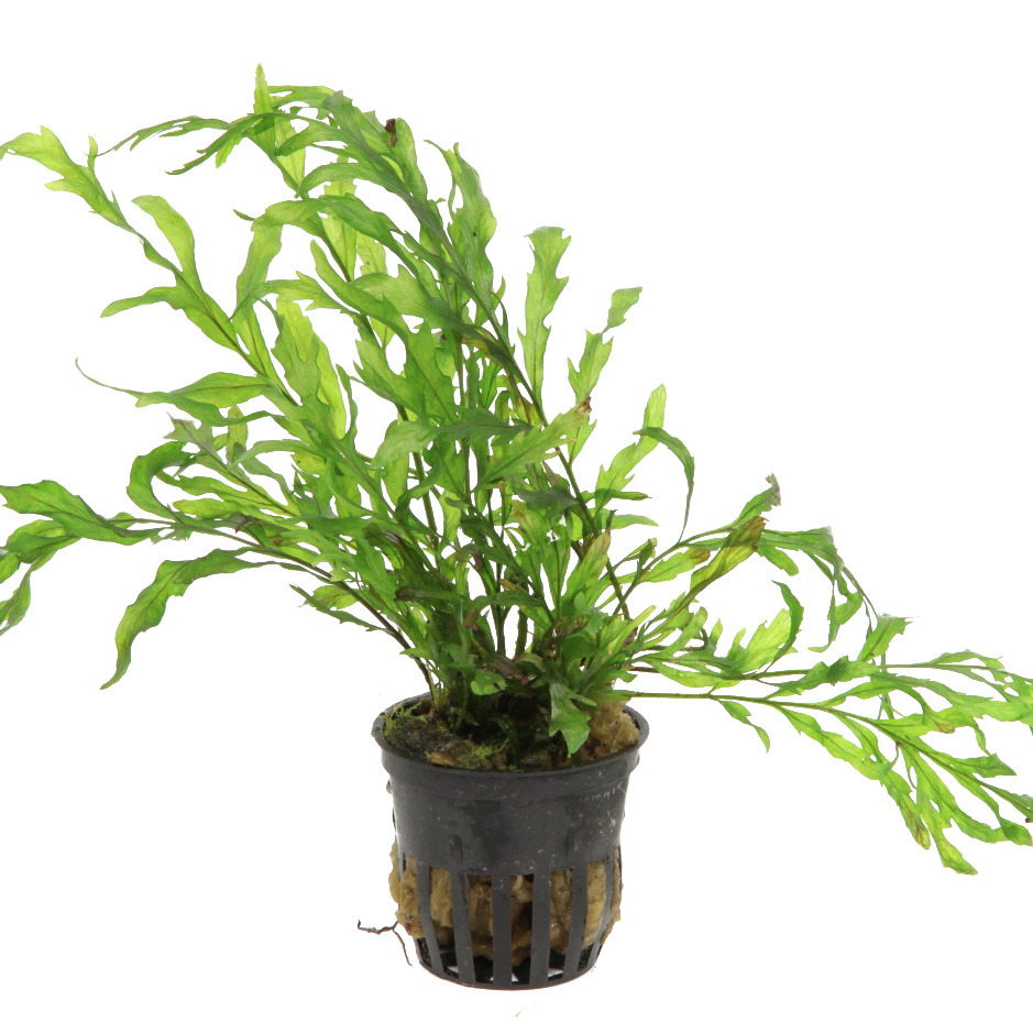Tropica Microsorum pteropus 'Windeløv', pflegeleichte Wasserpflanze für Süßwasseraquarien, im Topf mit Substrat, ideal für Anfänger.