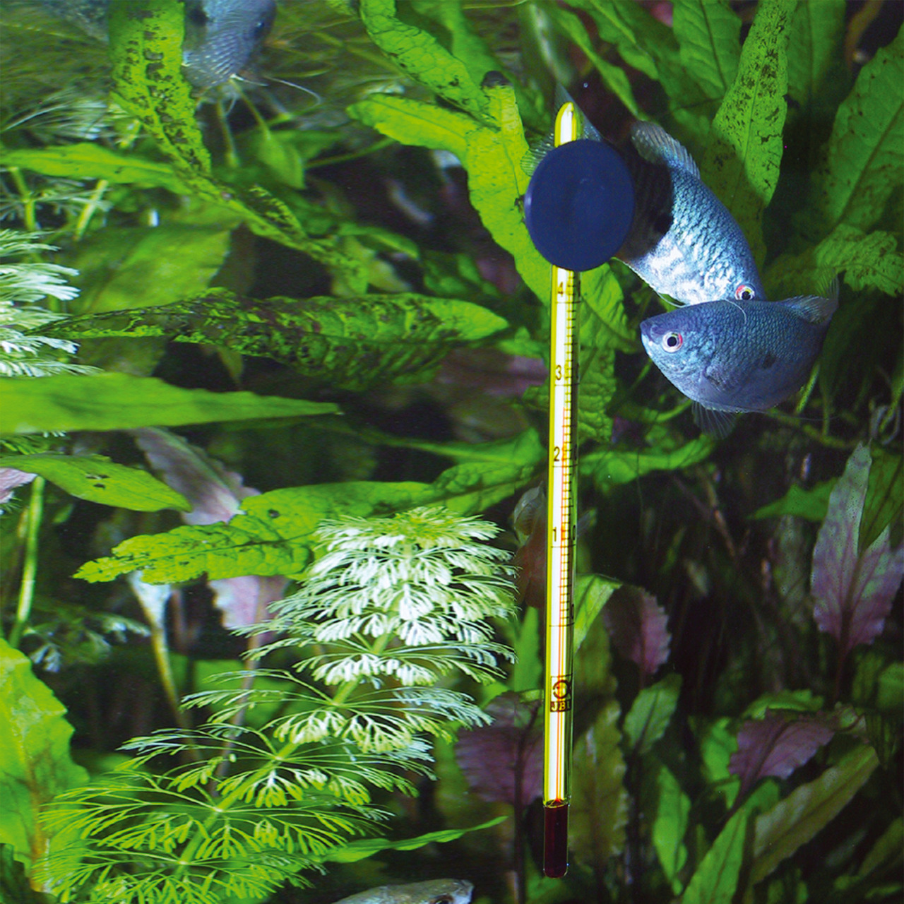 JBL Aquarium-Thermometer, präzise Temp.messung, für Aquarienbesitzer, inkl. Saugnapf, passend für Aquarien mit Pflanzen & Fischen.