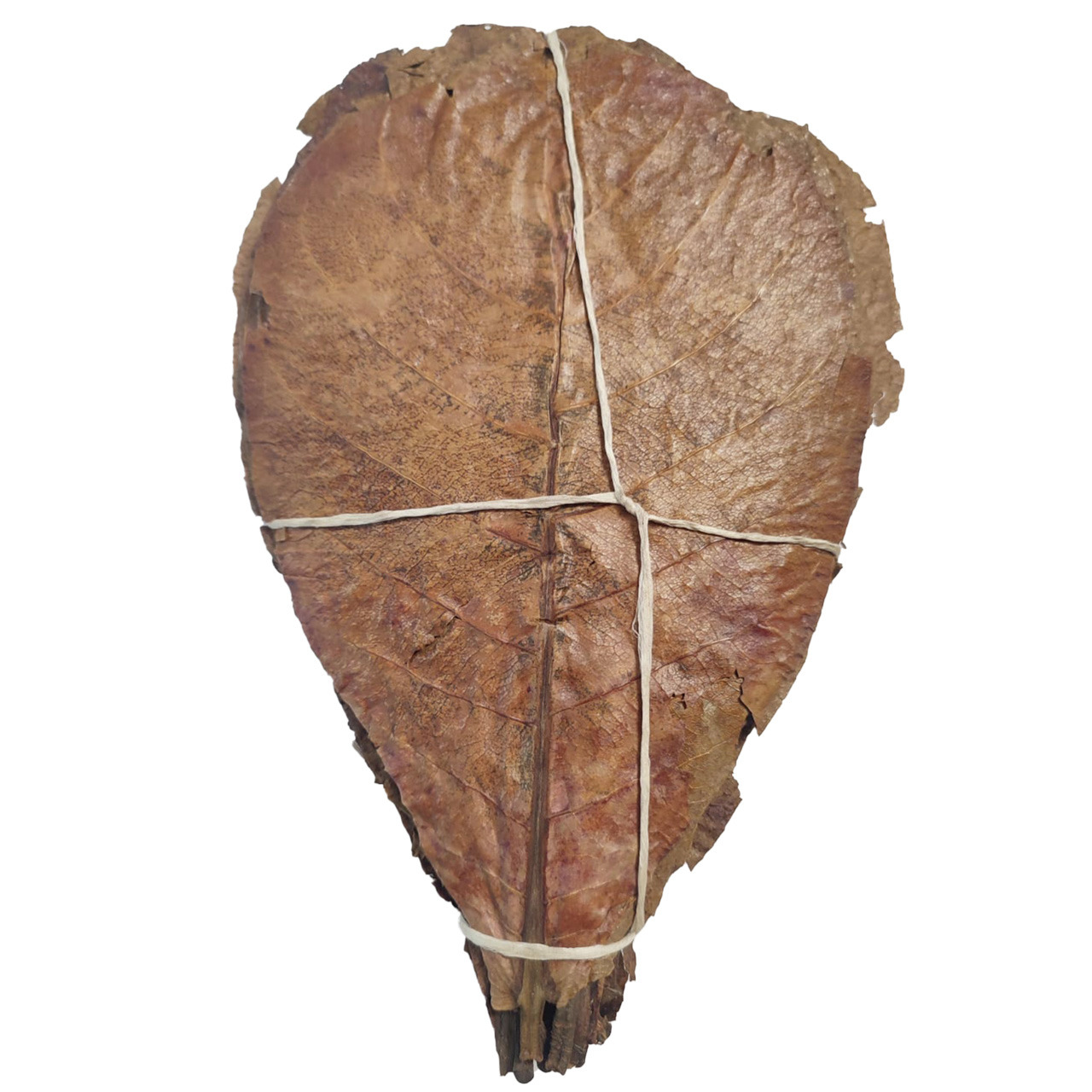 ALOHA Catappa-Blätter, für Aquarien & Garnelen, naturbelassen, antibakteriell, fördert Gesundheit, ca. 10-15 Blätter.