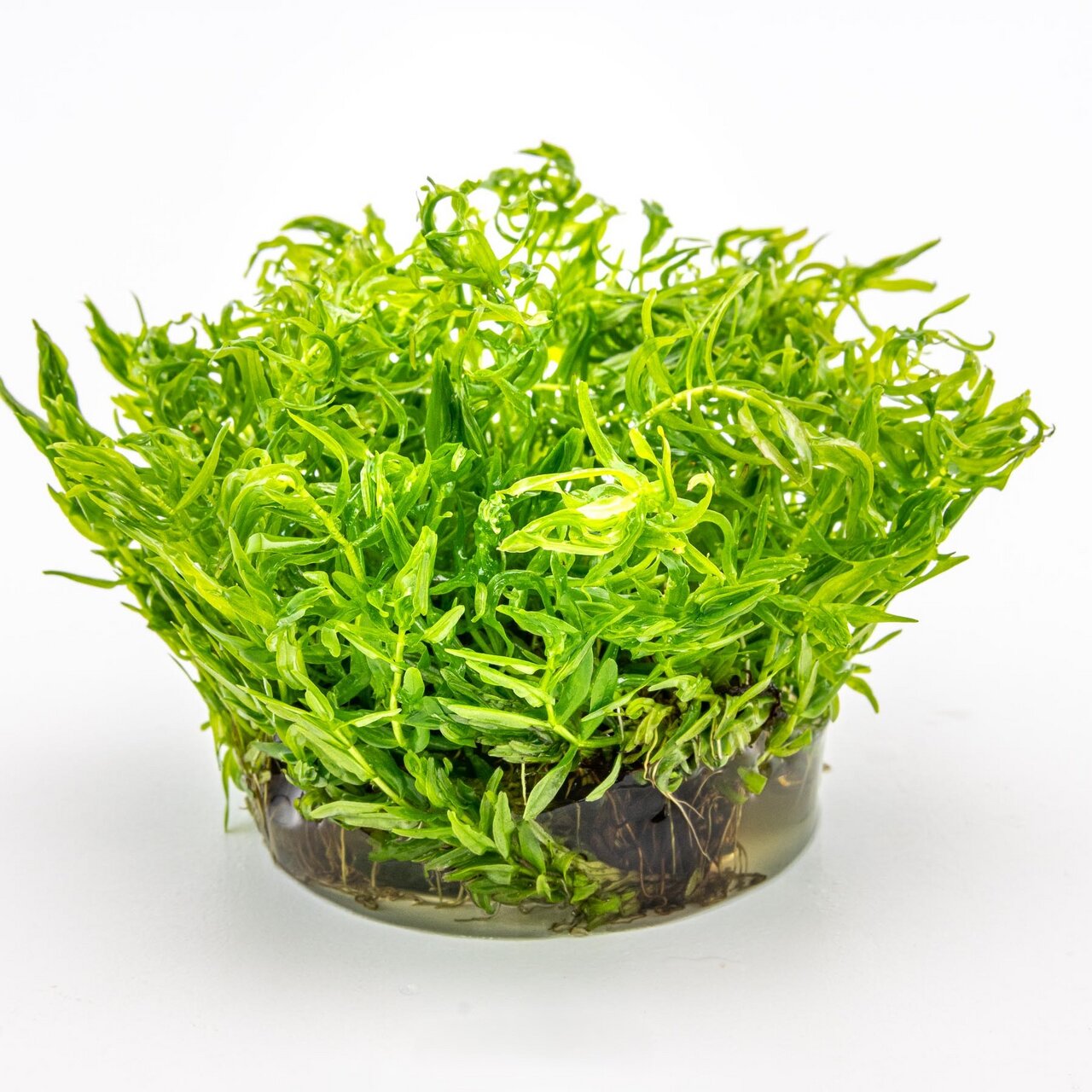 Das Bild zeigt eine frische Portion der Wasserpflanze Hygrophila pinnatifida, die in einem transparenten Behälter präsentiert wird. Die Pflanze ist leuchtend grün, mit filigranen, gefiederten Blättern, die dicht wachsen. Sie eignet sich ideal für Aquarien