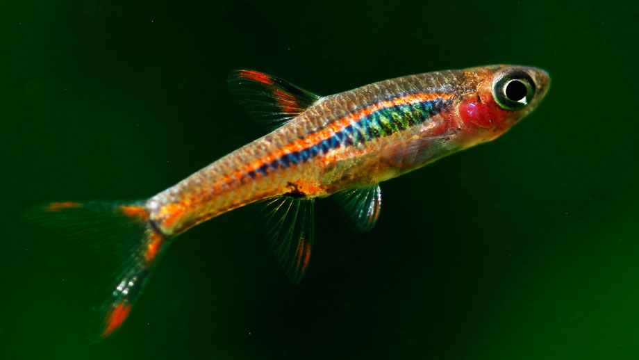 Moskitobärbling schwimmend im Aquarium