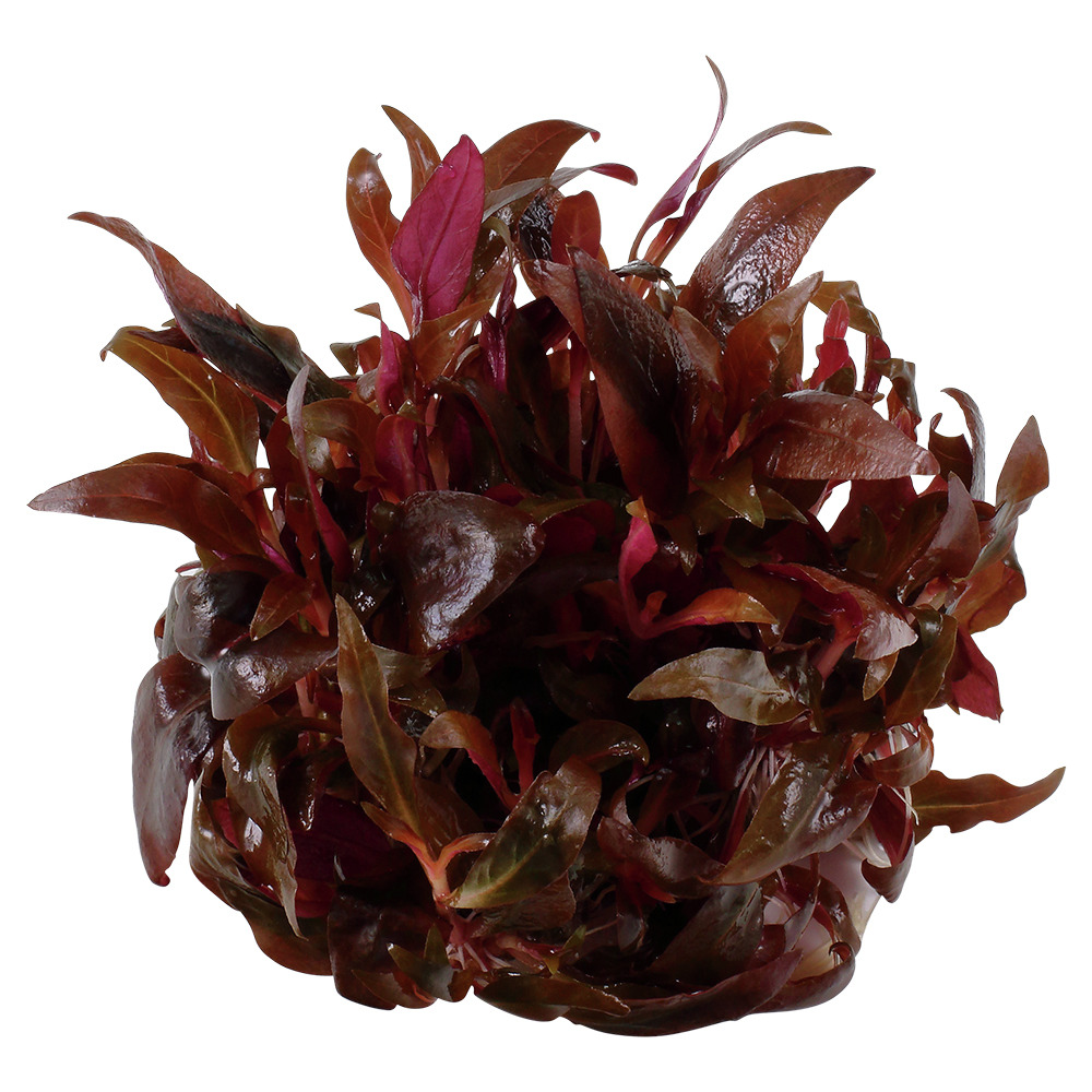 Tropica Alternanthera reineckii 'Mini', für Aquarien, rote Blätter, kompakt & pflegeleicht, ideal für Aquaristik, Menge unbekannt.