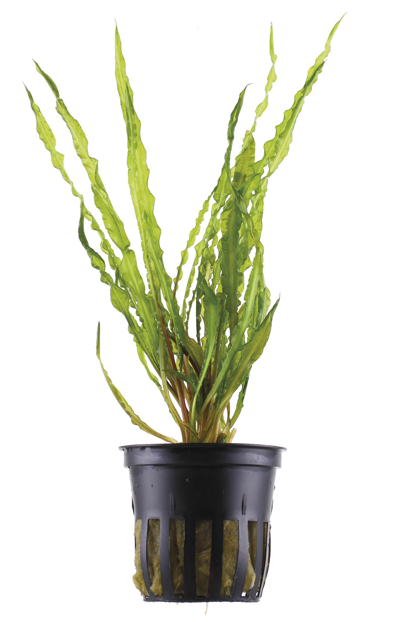 Das Bild zeigt eine grüne Wasserpflanze der Marke Tropica, die in einem schwarzen Kunststofftopf mit Substrat präsentiert wird. Es handelt sich um die Sorte Microsorum pteropus 'Windeløv', die für Aquarien geeignet ist. Die Pflanze ist speziell für Süßwas