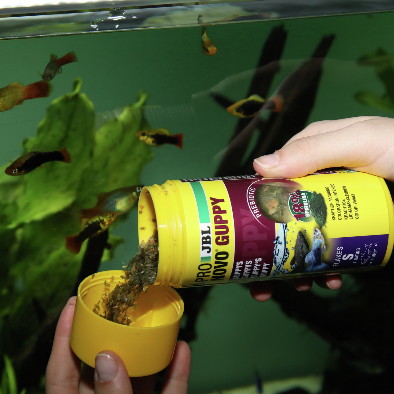 JBL Novo Guppy, Fischfutter für Guppys, 100 % Spirulina, fördert gesunde Verdauung, 100 ml.