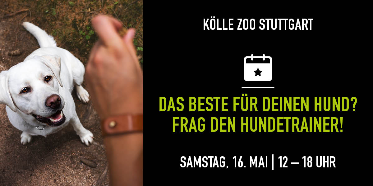 Hundetraining-Event: Trainerin belohnt weißen Hund. Textinfos rechts.