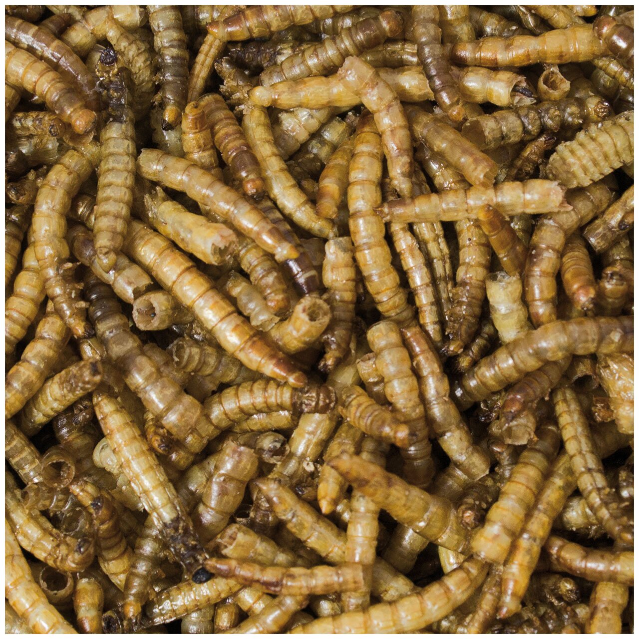 Nahaufnahme von getrockneten Mehlwürmern von JR FARM, geeignet als Snacks für Vögel oder Nager, proteinreich und nährstoffreich.