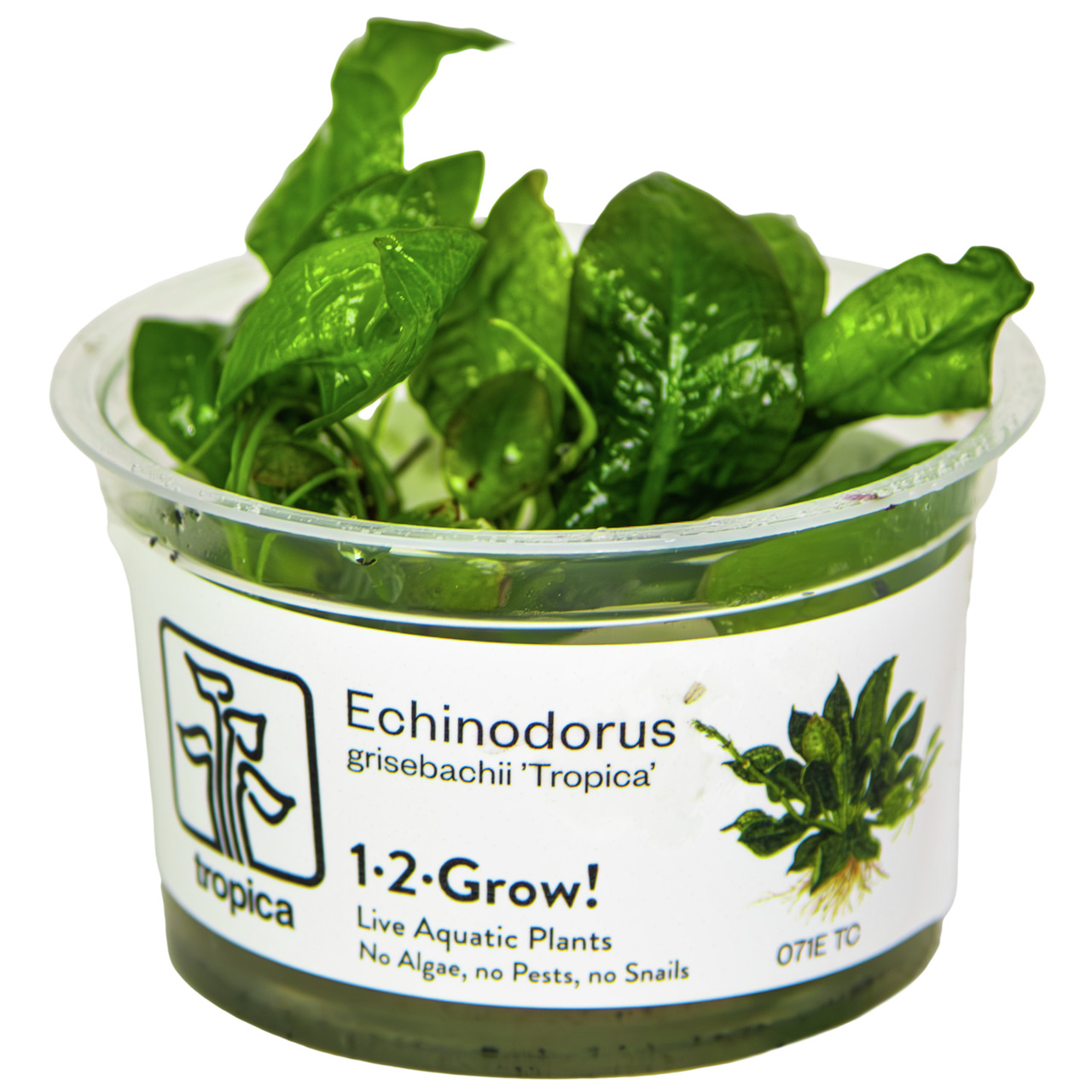 Echinodorus grisebachii TROPICA 1-2-GROW