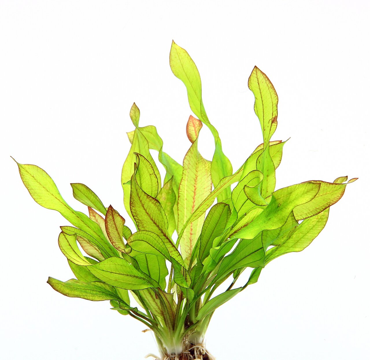 ALOHA Aquarienpflanze, lebendig, für Süßwasseraquarien, grüne Blätter mit roten Akzenten, Deko & Sauerstofflieferant.