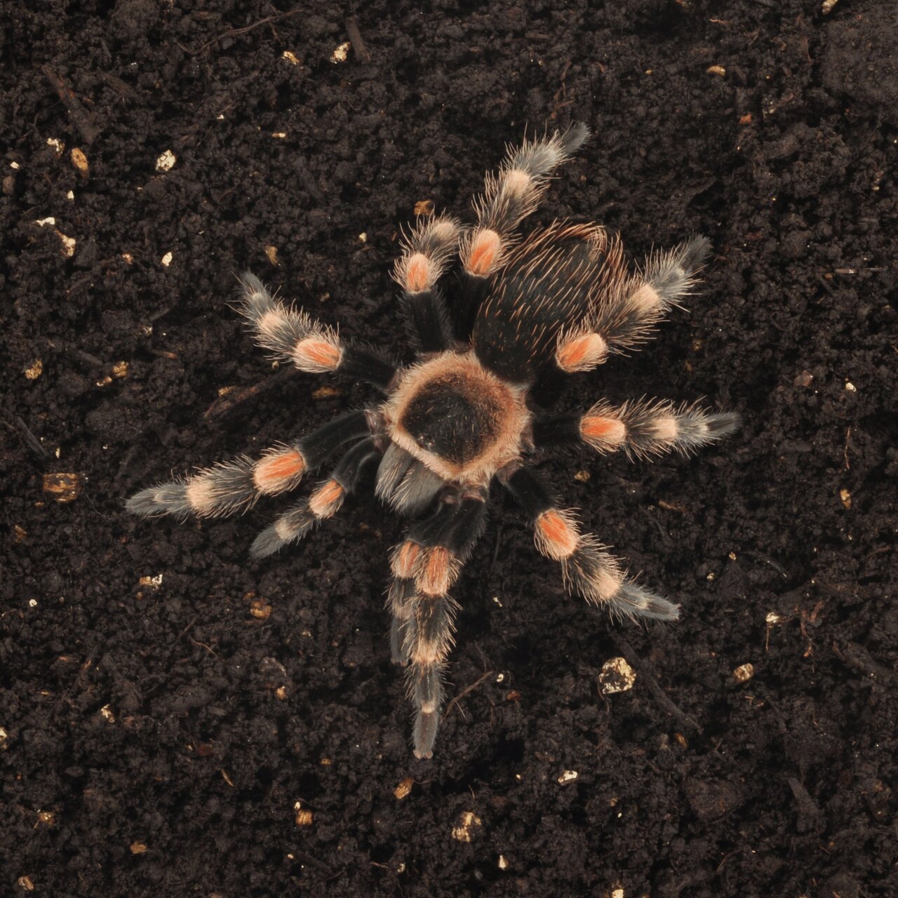 Brachypelma hamorii (Mexikan. Rotknie-Vogelspinne), Haustier f. Terrarien, schwarze Körper, orange Gelenke, Pflegebedarf.