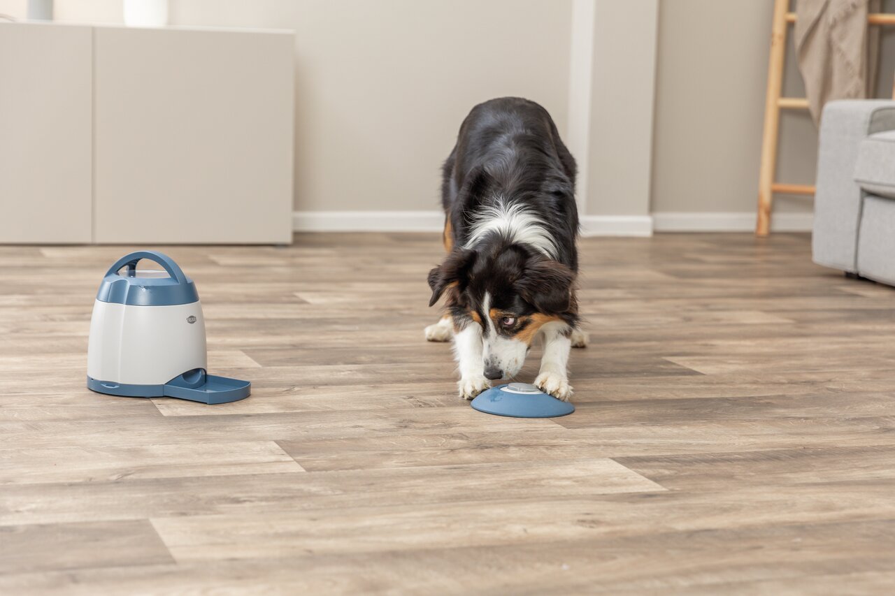 Hund spielt mit dem TRIXIE Dog Activity Memory Trainer 3.0, interaktives Spielzeug für Hunde, blau-weiß, 22 × 13 × 20 cm.