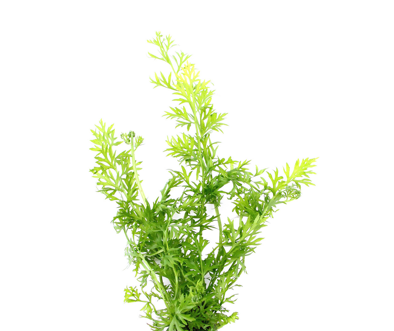 ALOHA Wasserpflanze, ideal für Aquarien mit Süßwasserfischen & Garnelen, feine Blätter, leuchtend grün, natürliche Optik.