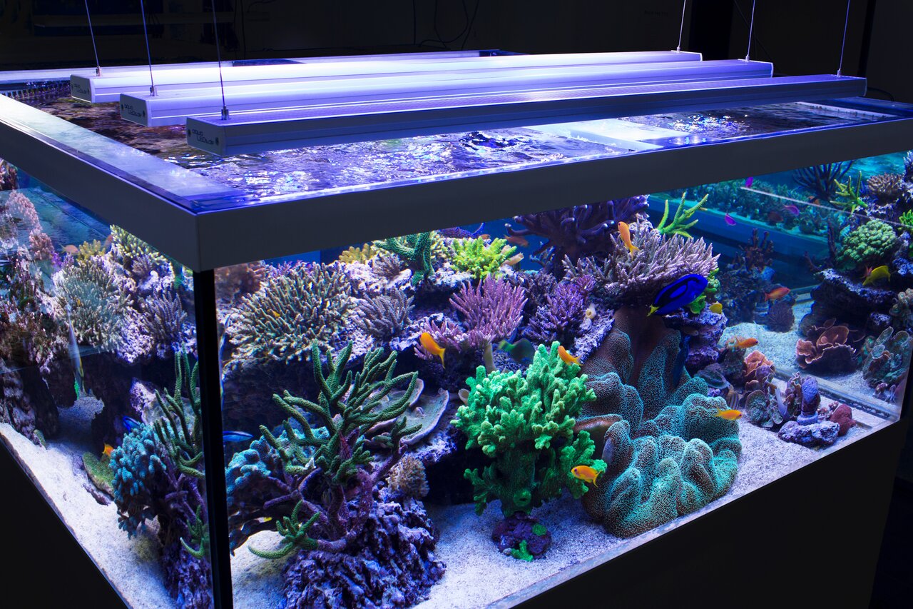 Meerwasseraquarium mit aquaLEDs: intensive Farbwiedergabe für Korallen & Fische, inkl. Weich--Steinkorallen & trop. Fische.