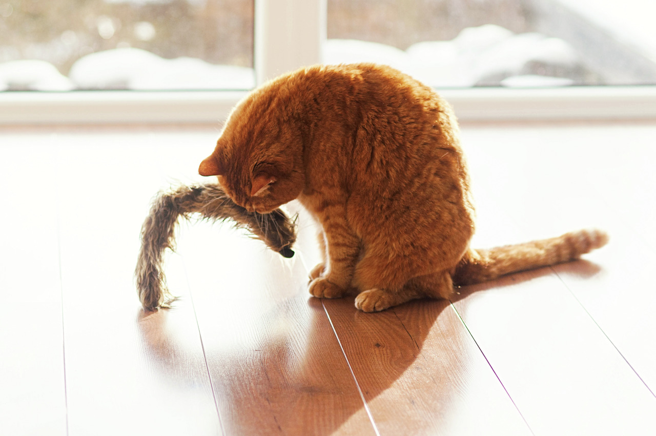 Aumüller Katzenspielzeug Fellwedel, für Katzen, fördert Jagdinstinkt, rotbrauner Kater spielt, winterliche Aussicht, Holzboden.