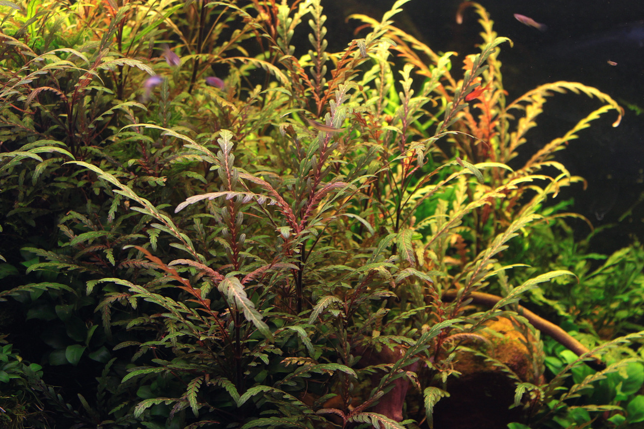 ALOHA Hygrophila pinnatifida