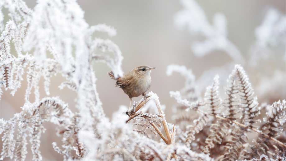 10 Wintervgel Im Kurzportrt Teaser %281%29