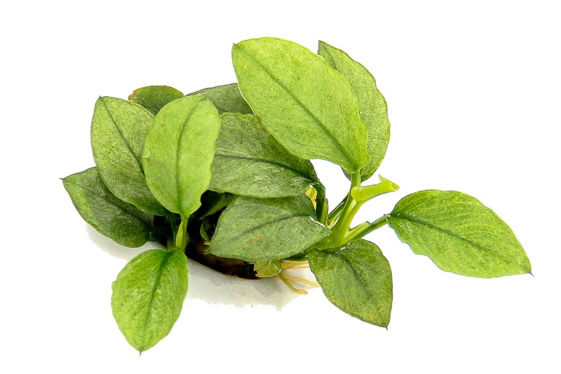 ALOHA Anubias barteri var. nana JADE
