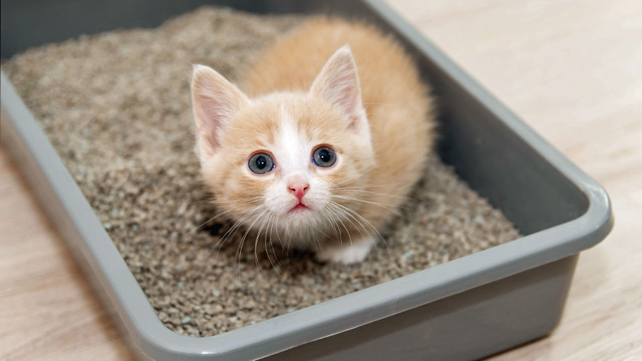 Kitten sitzt in Katzentoilette