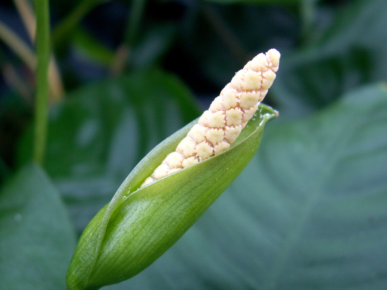 Nahaufnahme einer grünen Pflanze mit cremefarbenem Blütenstand aus kleinen Blüten, dunkelgrünen glänzenden Blättern, tropische Umgebung.