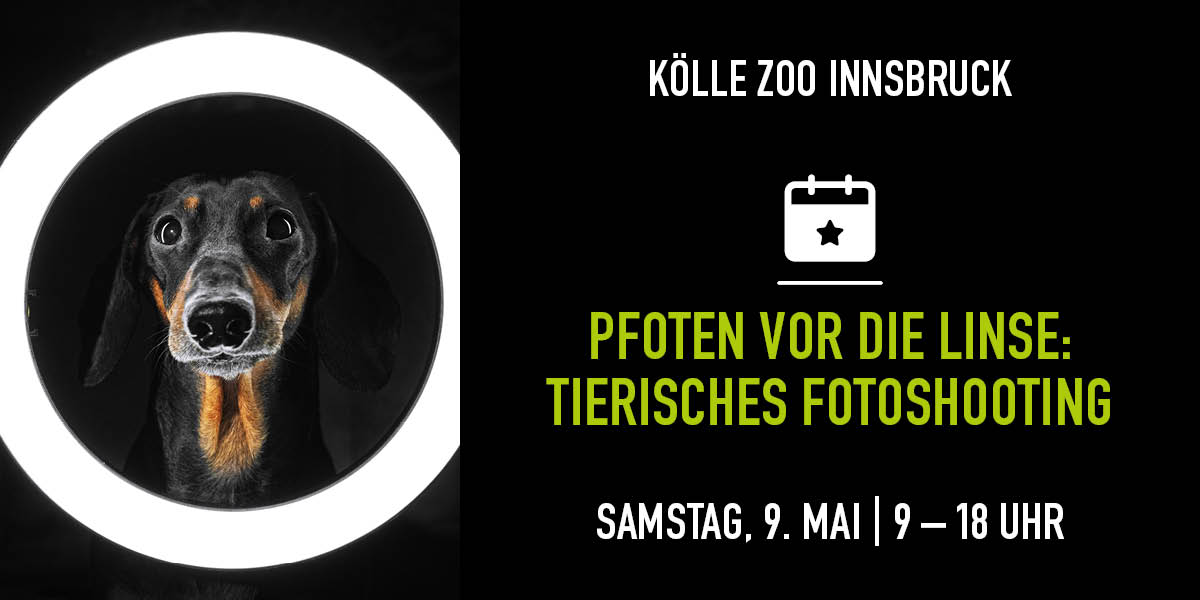 Hund schaut durch runden Lichtring, Infos zu Fotoshooting im Kölle Zoo 