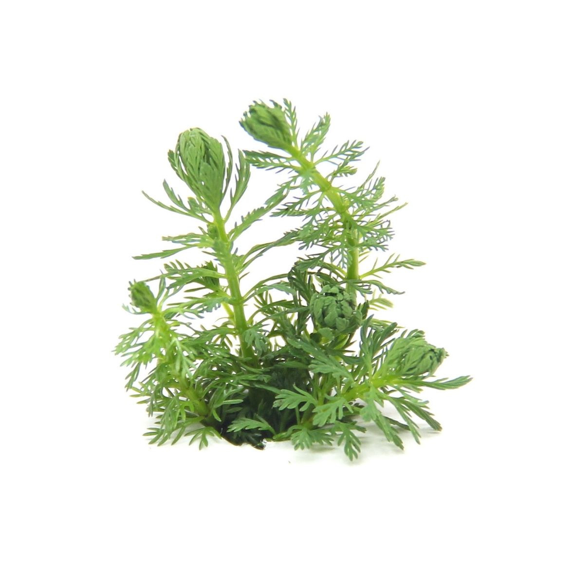 ALOHA Myriophyllum sp. GUAYANA