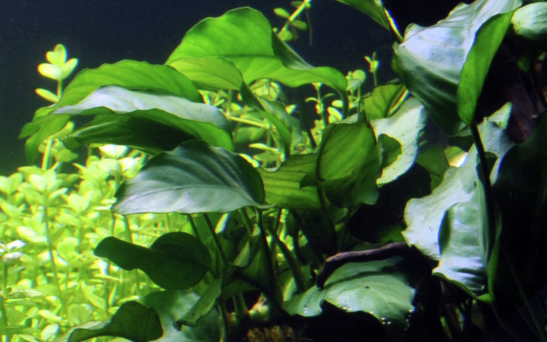 Tropica Anubias barteri var. nana, grüne Aquarienpflanze, ideal f. Süßwasseraquarien, pflegeleicht, langsam wachsend, Anfänger+Profis.