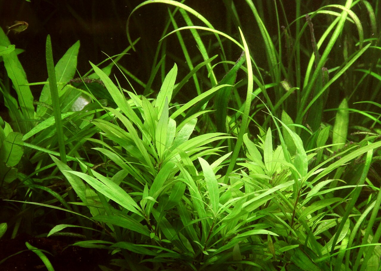 ALOHA Wasserpflanze, für Aquarienbesitzer, dicht gewachsen, Versteckmöglichk. für Fische, natürliche Umgebung schaffen.