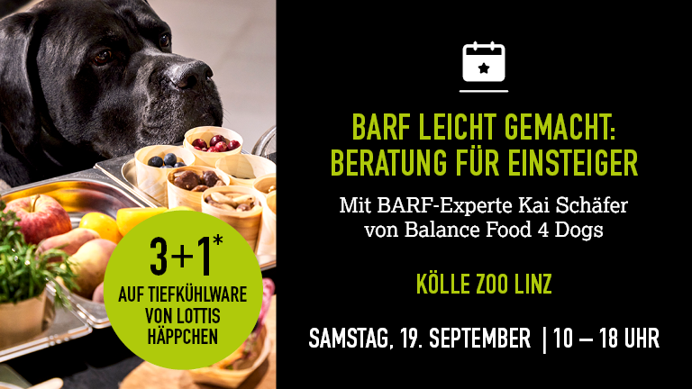 190926 Barf Linz Mobile 768x432px