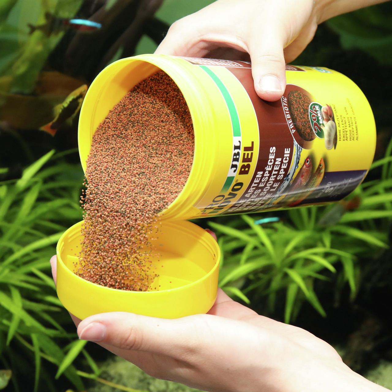 Das Bild zeigt eine gelbe Dose des Fischfutters „JBL NovoBel“ der Marke JBL, die von einer Hand gehalten wird. Das Futter wird in eine gelbe Verschlusskappe geschüttet. Es handelt sich um Hauptfutter für alle Zierfische, erkennbar an der Verpackung. Die D
