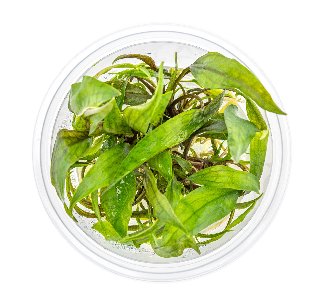 ALOHA Aquarienpflanze, kräftige grüne Blätter, für Süßwasseraquarien, Dekoration & Wasserqualität, im transparenten Behälter.