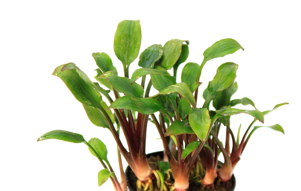 ALOHA Cryptocoryne lutea HOBBIT